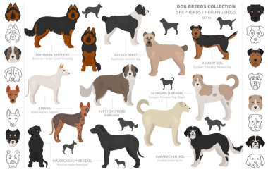 Çoban ve çoban köpekleri koleksiyonu beyaz izole. Düz sty