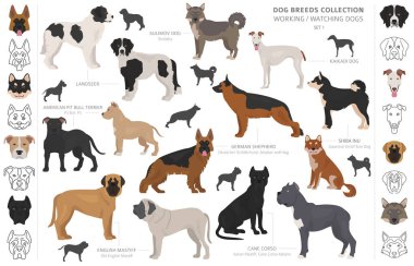 Çalışma, hizmet ve üzerinde beyaz izole köpek toplama izlerken.