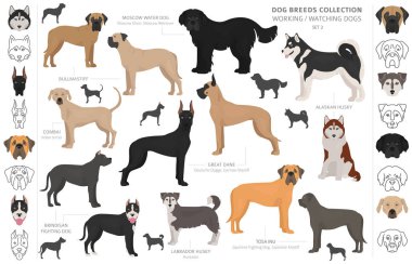 Çalışma, hizmet ve üzerinde beyaz izole köpek toplama izlerken.