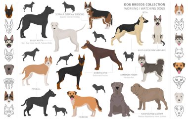 Çalışma, hizmet ve üzerinde beyaz izole köpek toplama izlerken.