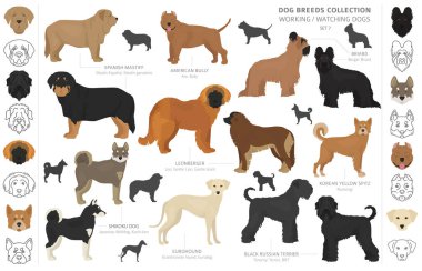 Çalışma, hizmet ve üzerinde beyaz izole köpek toplama izlerken.