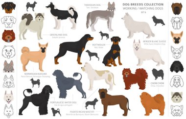 Working, service and watching dogs collection isolated on white. clipart
