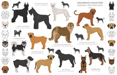 Çalışma, hizmet ve üzerinde beyaz izole köpek toplama izlerken.