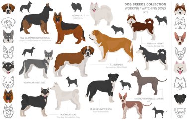Çalışma, hizmet ve üzerinde beyaz izole köpek toplama izlerken.