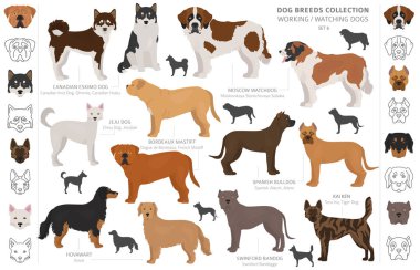 Çalışma, hizmet ve üzerinde beyaz izole köpek toplama izlerken.