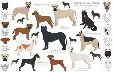 Çalışma, hizmet ve üzerinde beyaz izole köpek toplama izlerken.