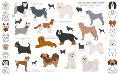 Arkadaş ve minyatür oyuncak köpek koleksiyonu beyaza izole edilmiş. F