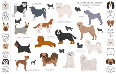 Companion and miniature toy dogs collection isolated on white. F clipart