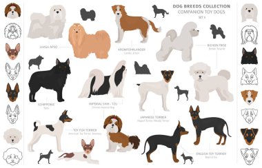 Arkadaş ve minyatür oyuncak köpek koleksiyonu beyaza izole edilmiş. F