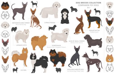 Arkadaş ve minyatür oyuncak köpek koleksiyonu beyaza izole edilmiş. F
