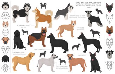 Çalışma, hizmet ve üzerinde beyaz izole köpek toplama izlerken.
