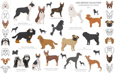 Arkadaş ve minyatür oyuncak köpek koleksiyonu beyaza izole edilmiş. F