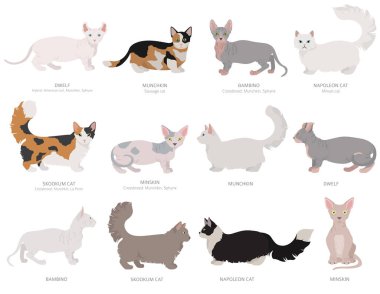 Dwarf, miniature type cats. Domestic cat breeds and hybrids coll clipart