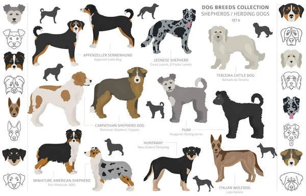 Recogida de perros pastores y pastores aislados en blanco. Tetona plana — Vector de stock