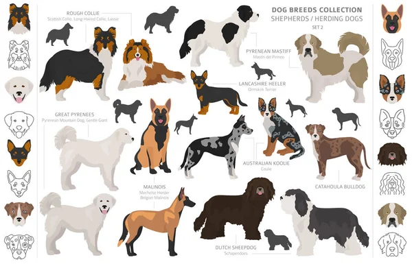 Collection Berger et Chiens de berger isolés sur blanc. Plat sty — Image vectorielle