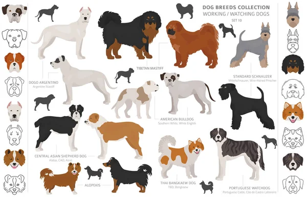 Working, service and watching dogs collection isolated on white. — Stock Vector
