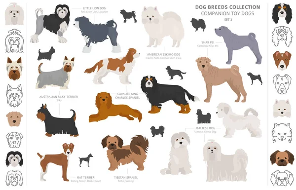 Colección de perros de juguete de compañía y miniatura aislada en blanco. F — Vector de stock