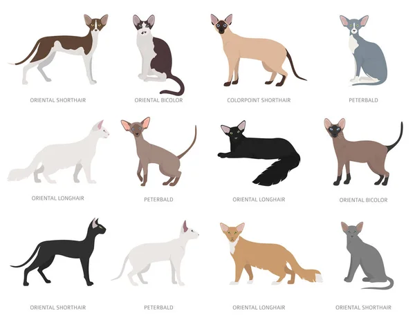 Gatos orientais. Raças de gatos domésticos e coleção de híbridos i — Vetor de Stock