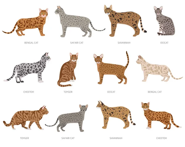 야생 고양이 종류의 고양이, 오셀롯 크로스 품종, 옷벗은 고양이. 집고양이 B — 스톡 벡터