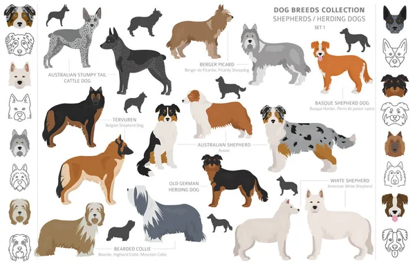 Recogida de perros pastores y pastores aislados en blanco. Tetona plana — Vector de stock