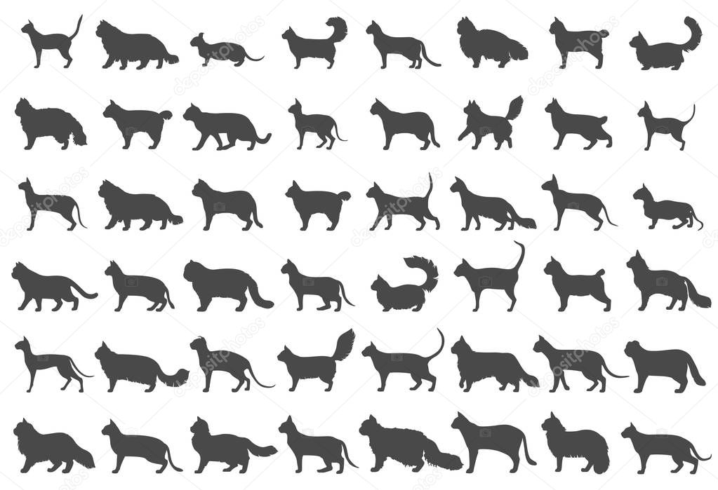 Cat breeds icon set flat style isolated on white. Cartoon silhou