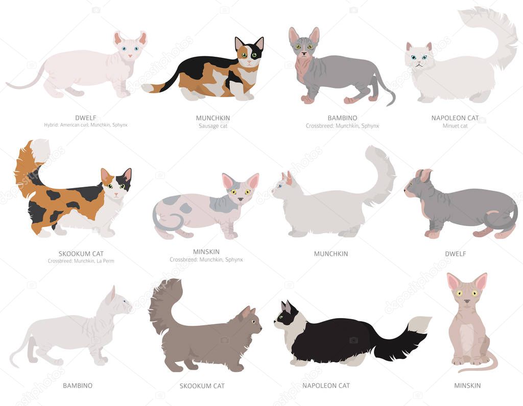 Dwarf, miniature type cats. Domestic cat breeds and hybrids coll