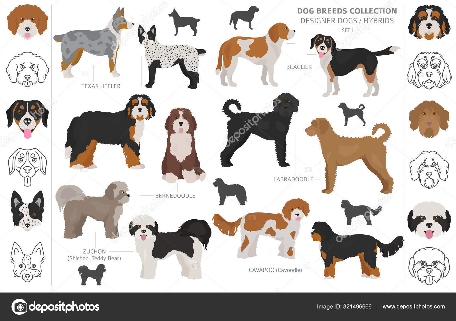 Teddy bear designer dog cheap
