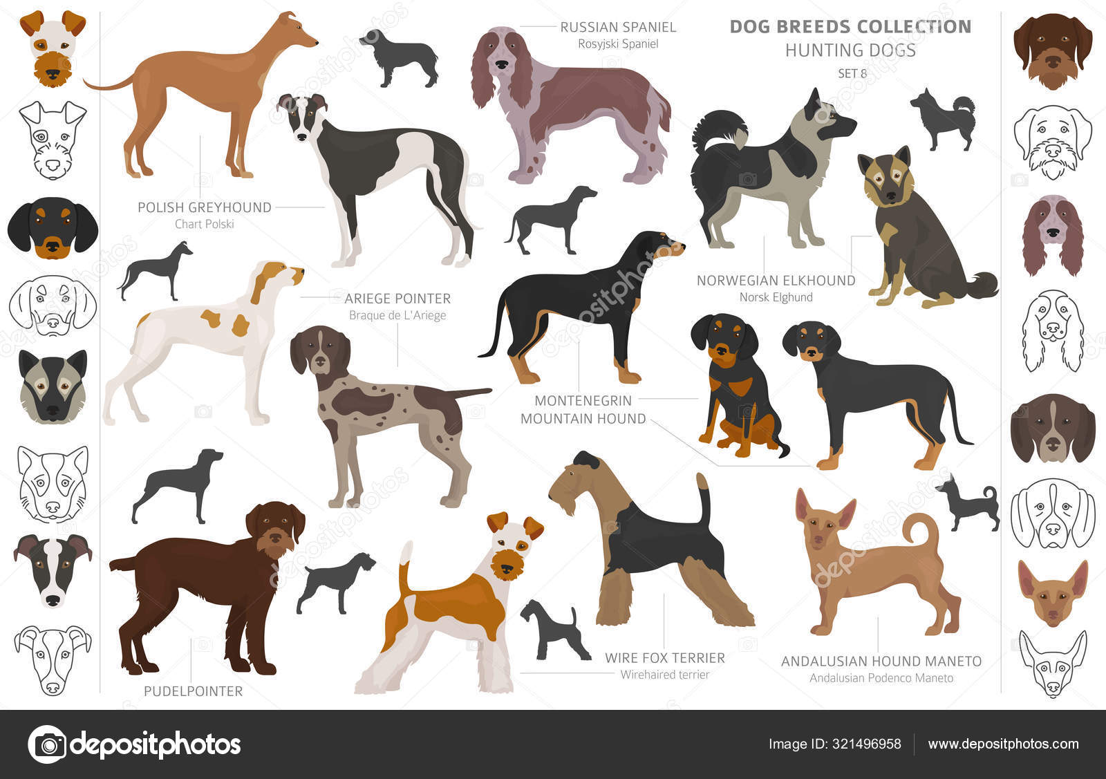 Hunting dogs collection isolated on white Flat D