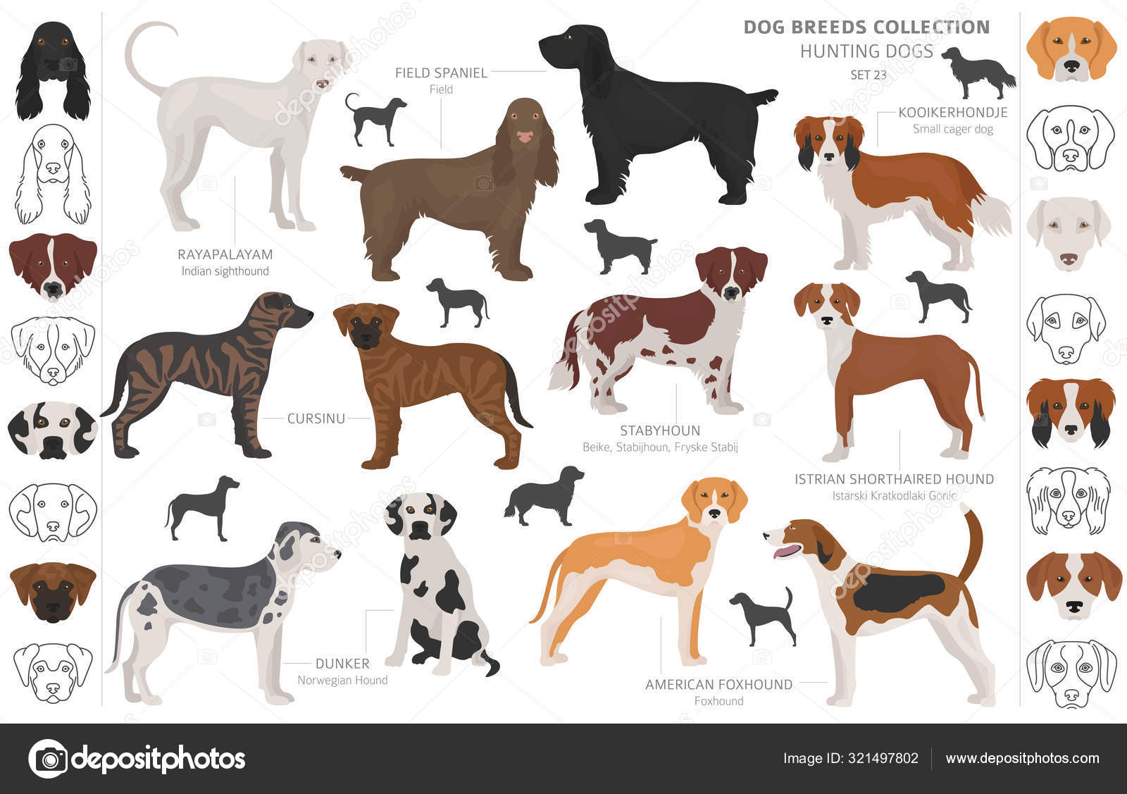 should i get a istrian shorthaired hound