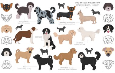 Designer dogs, crossbreed, hybrid mix pooches collection isolate clipart