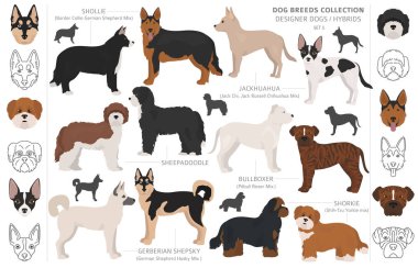 Tasarımcı köpekler, crossbreed, hibrid mix pooches toplama izole