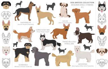 Tasarımcı köpekler, crossbreed, hibrid mix pooches toplama izole