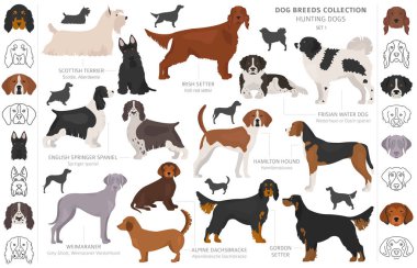 Beyaz klipte izole edilmiş av köpekleri koleksiyonu. Düz stil. D