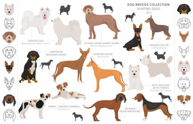 Beyaz klipte izole edilmiş av köpekleri koleksiyonu. Düz stil. D