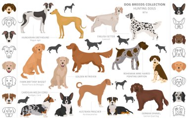Beyaz klipte izole edilmiş av köpekleri koleksiyonu. Düz stil. D
