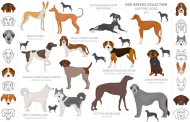 Beyaz klipte izole edilmiş av köpekleri koleksiyonu. Düz stil. D