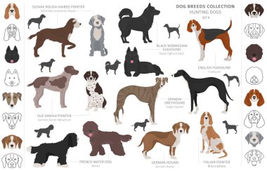 Beyaz klipte izole edilmiş av köpekleri koleksiyonu. Düz stil. D