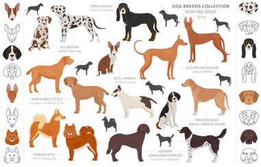 Beyaz klipte izole edilmiş av köpekleri koleksiyonu. Düz stil. D