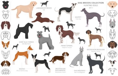 Beyaz klipte izole edilmiş av köpekleri koleksiyonu. Düz stil. D