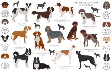 Beyaz klipte izole edilmiş av köpekleri koleksiyonu. Düz stil. D
