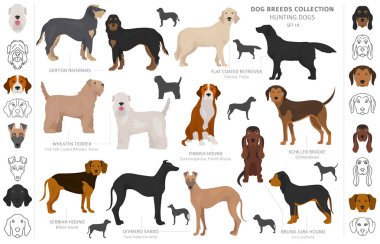 Beyaz klipte izole edilmiş av köpekleri koleksiyonu. Düz stil. D