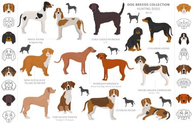 Beyaz klipte izole edilmiş av köpekleri koleksiyonu. Düz stil. D