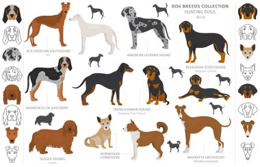 Beyaz klipte izole edilmiş av köpekleri koleksiyonu. Düz stil. D