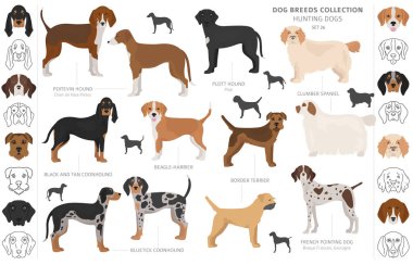 Beyaz klipte izole edilmiş av köpekleri koleksiyonu. Düz stil. D