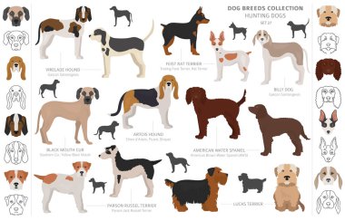 Beyaz klipte izole edilmiş av köpekleri koleksiyonu. Düz stil. D