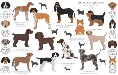 Beyaz klipte izole edilmiş av köpekleri koleksiyonu. Düz stil. D