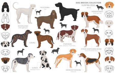 Beyaz klipte izole edilmiş av köpekleri koleksiyonu. Düz stil. D