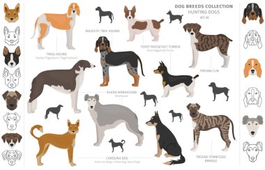 Beyaz klipte izole edilmiş av köpekleri koleksiyonu. Düz stil. D