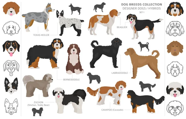 Diseñador perros, mestizo, híbrido mezcla pooches colección aislar — Archivo Imágenes Vectoriales