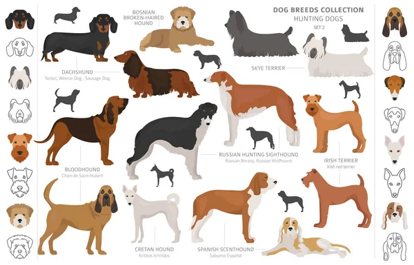 Colección de perros de caza aislados en clipart blanco. Estilo plano. D) — Archivo Imágenes Vectoriales